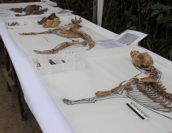 Momies de chiens découvertes au Pérou